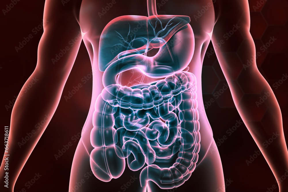 Human digestive system anatomy. 3d illustration.. - obrazy, fototapety, plakaty 