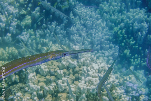 bluespotted cornetfish swimming in the red sea while diving