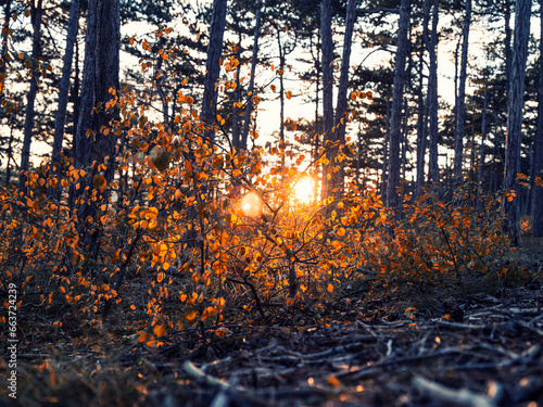 sun rays in autumn forest