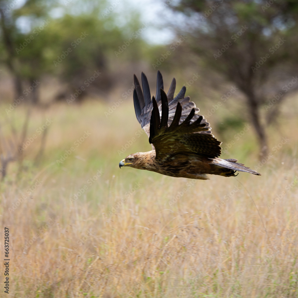 a tawny eagle in flight a tawny eagle in flight