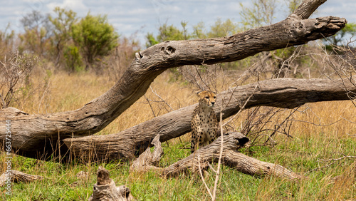 a male cheetah scent marking a dead tree