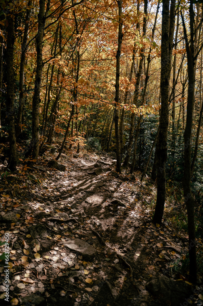 autumn forest after rain in the morning autumn forest after rain in the morning