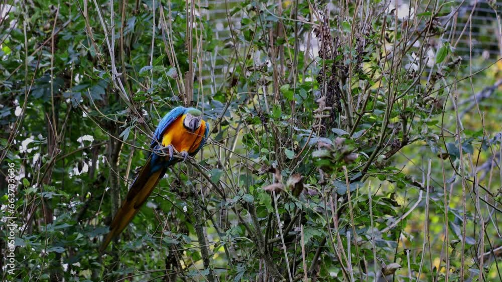 The Blue-and-yellow Macaw, Ara ararauna also known as the blue-and-gold macaw, is a large South American parrot with mostly blue top parts and light orange underparts The Blue-and-yellow Macaw, Ara ararauna also known as the blue-and-gold macaw, is a large South American parrot with mostly blue top parts and light orange underparts