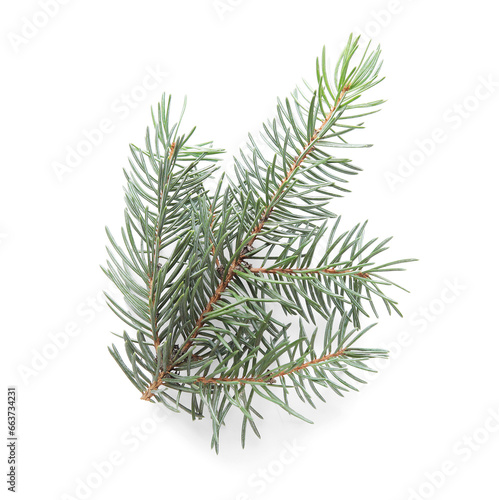 Beautiful fir branches isolated on white background