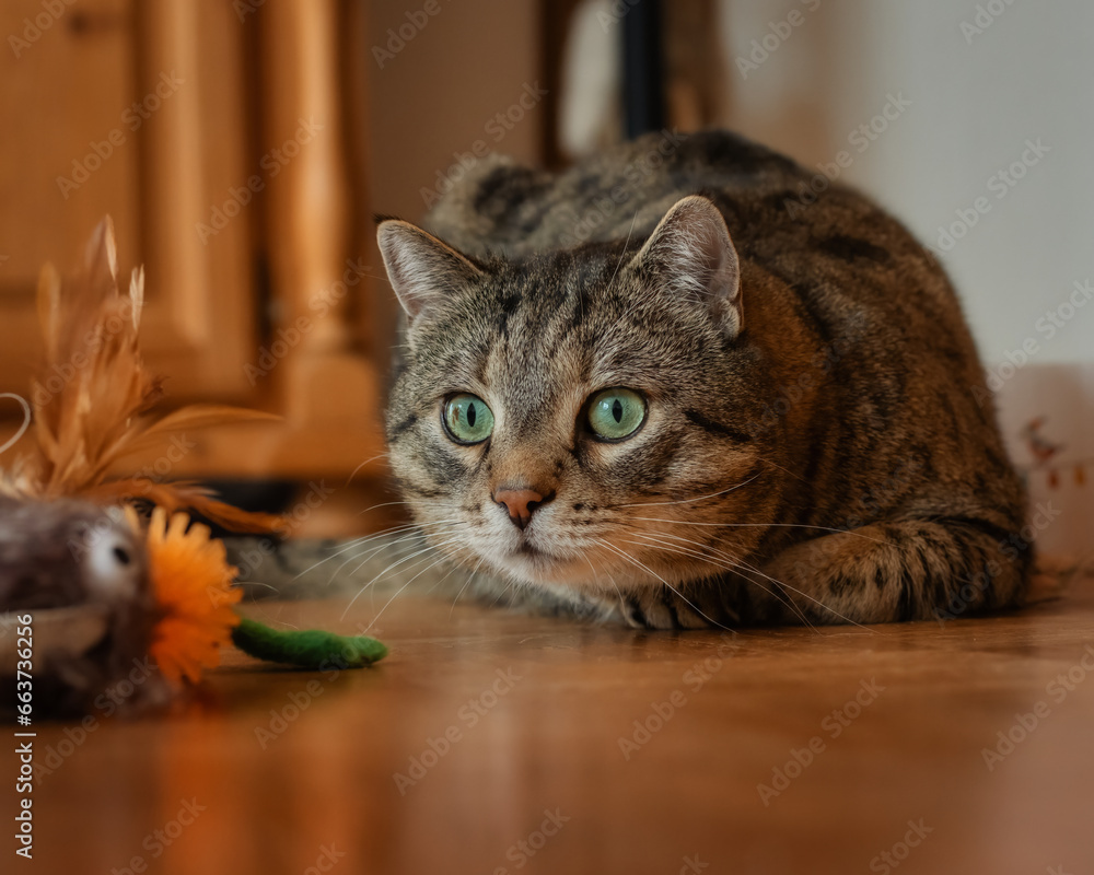Playful tabby cat ready to pounce onto a toy