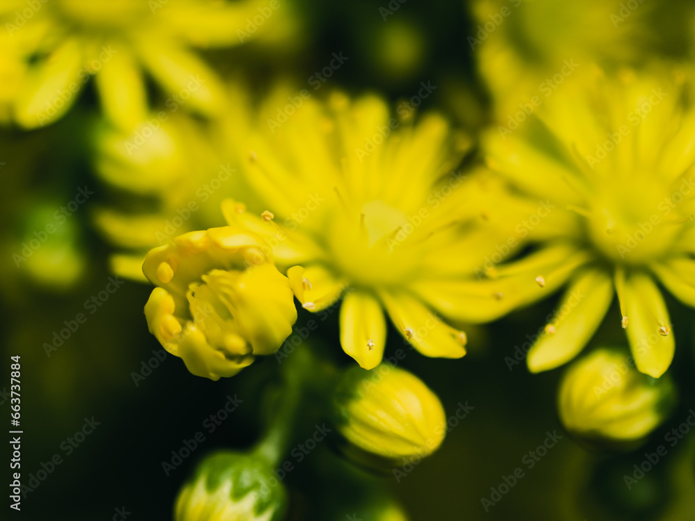 Fototapeta premium yellow flower macro