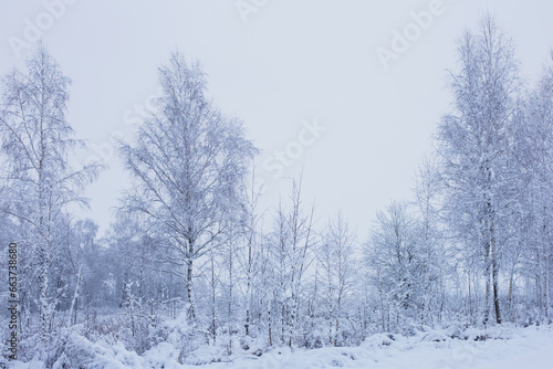 winter snowy cloudy landscape with trees