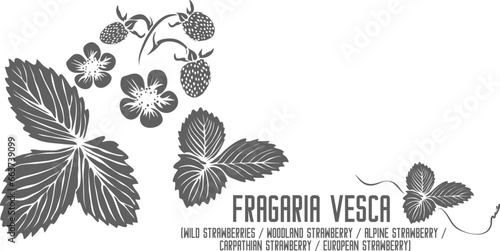 Woodland strawberry, Alpine strawberry, Carpathian strawberry, European strawberry vector silhouette. Fragaria vesca plant outline. Set of Wild strawberry in Line. Contour drawing of medicinal herbs