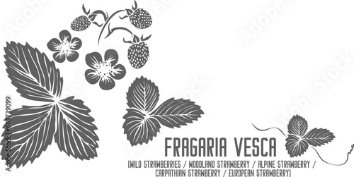 Woodland strawberry, Alpine strawberry, Carpathian strawberry, European strawberry vector silhouette. Fragaria vesca plant outline. Set of Wild strawberry in Line. Contour drawing of medicinal herbs photo