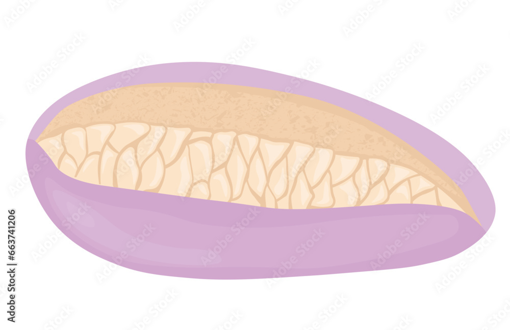 akebia fruit is sweet. An Asian plant. Chocolate wine. Liana. Vector stock illustration. isolated on a white background. akebia fruit is sweet. An Asian plant. Chocolate wine. Liana. Vector stock illustration. isolated on a white background.