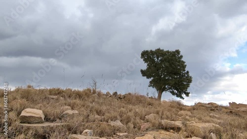 TIME LAPSE DE NUBES EVOLUCIONANDO SOBRE UNA ENCINA SOLITARIA