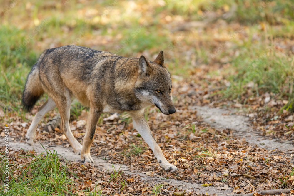 A European gray wolf is in the forest in autumn
