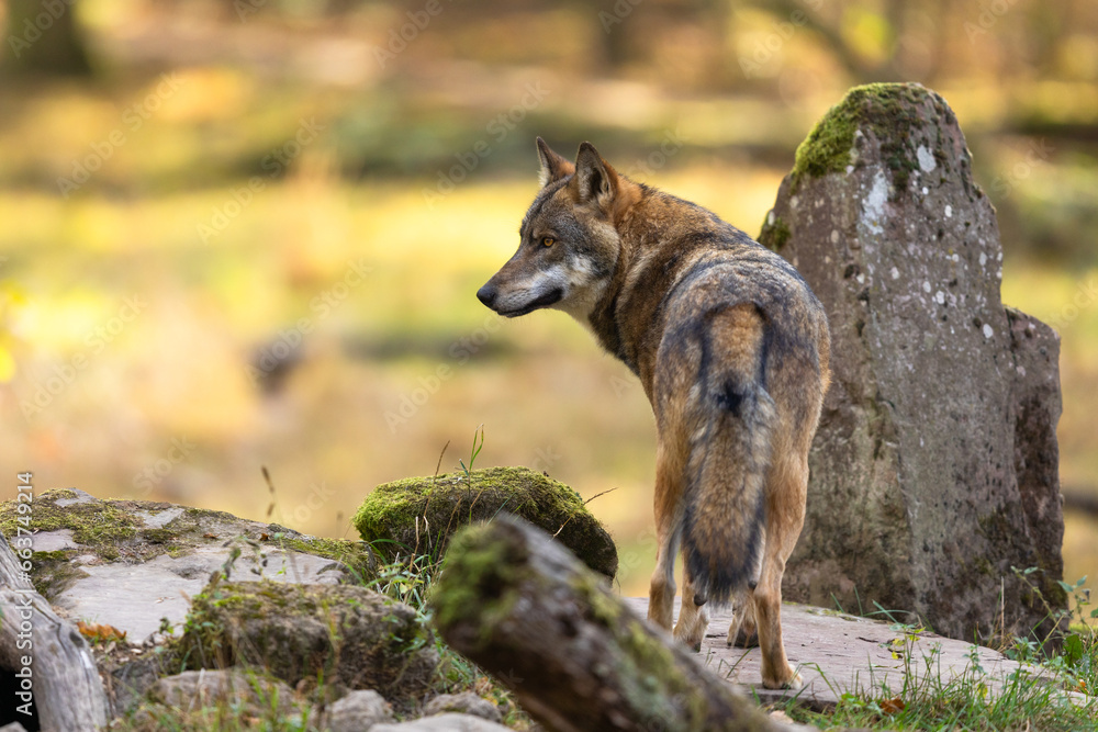 A European gray wolf is in the forest in autumn