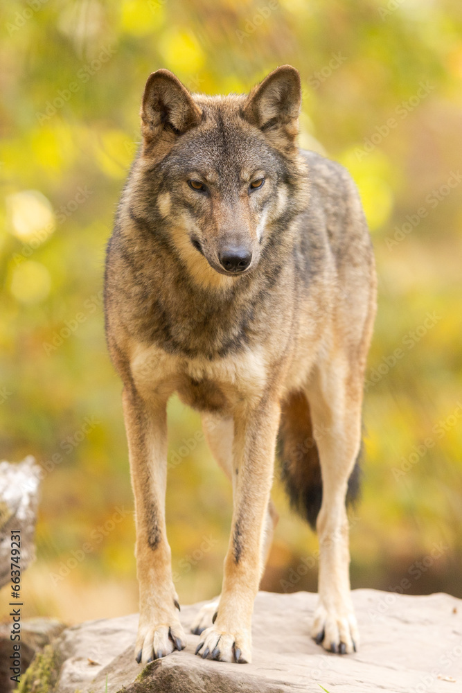 A European gray wolf is in the forest in autumn