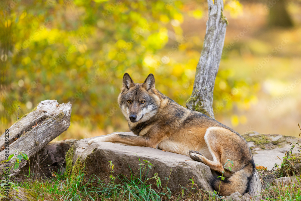 A European gray wolf is in the forest in autumn