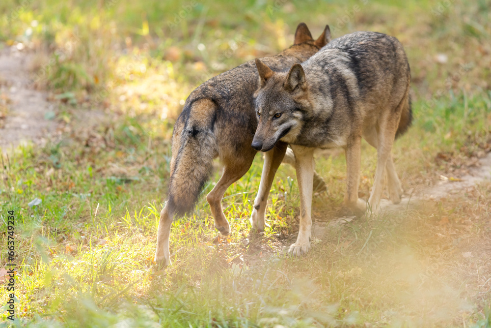 A European gray wolf is in the forest in autumn
