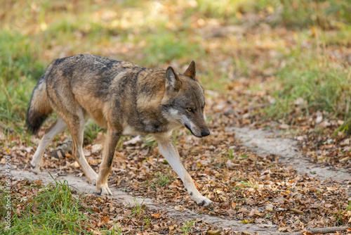 Obraz na płótnie A European gray wolf is in the forest in autumn w salonie