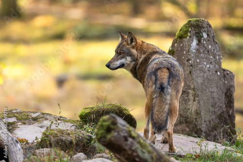 Obraz na płótnie A European gray wolf is in the forest in autumn w salonie