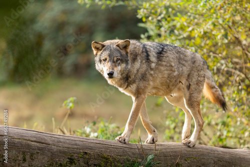Obraz na płótnie A European gray wolf is in the forest in autumn w salonie