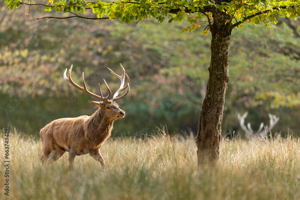 A red deer walks in the forest