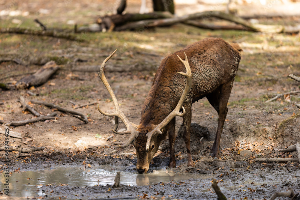 A red deer walks in the forest