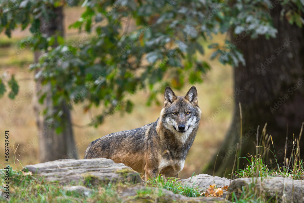 A European gray wolf is in the forest in autumn