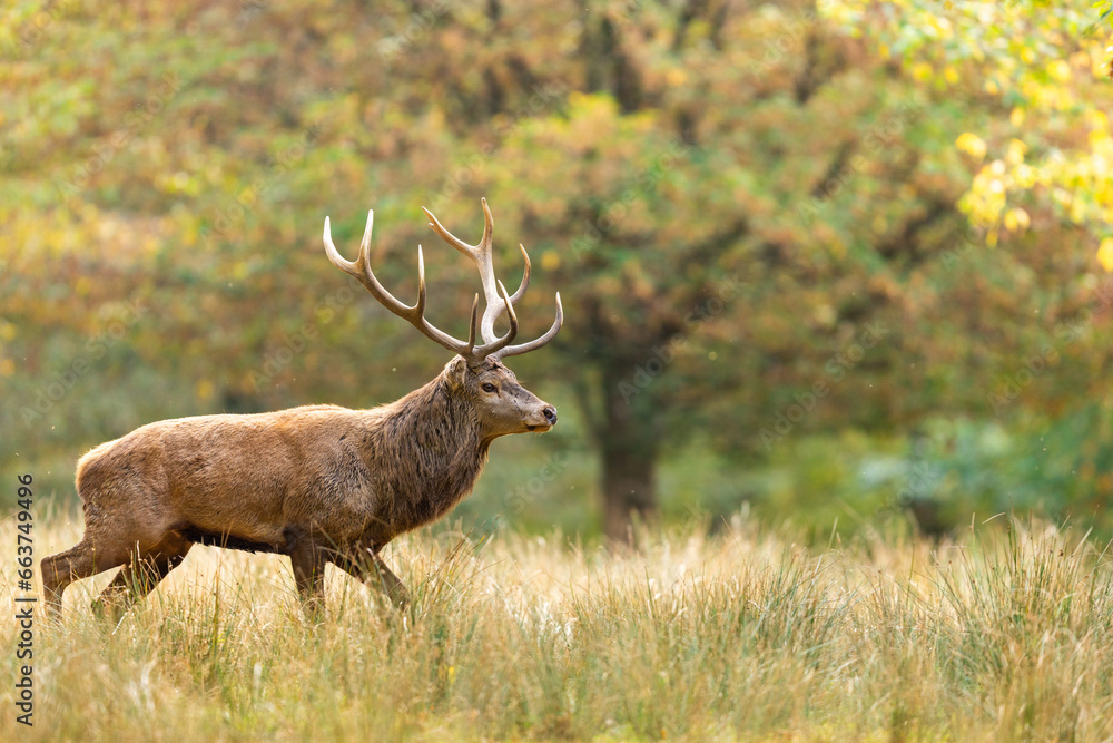 A red deer walks in the forest