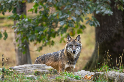 Obraz na płótnie A European gray wolf is in the forest in autumn w salonie