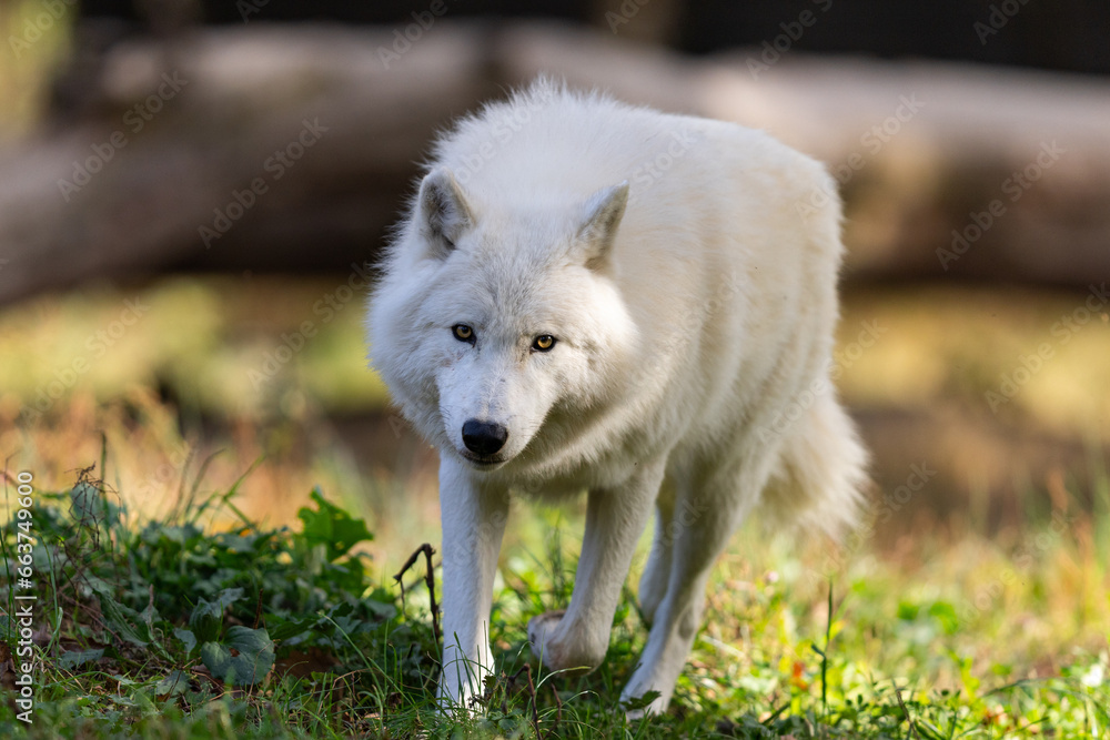 A white wolf runs in the forest