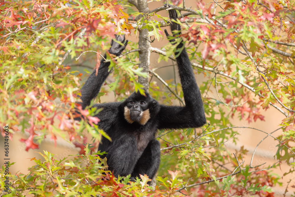 A Gibbon rests in a tree