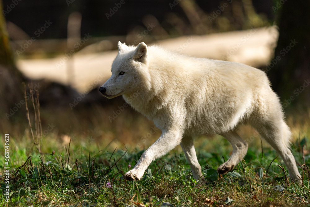 A white wolf runs in the forest