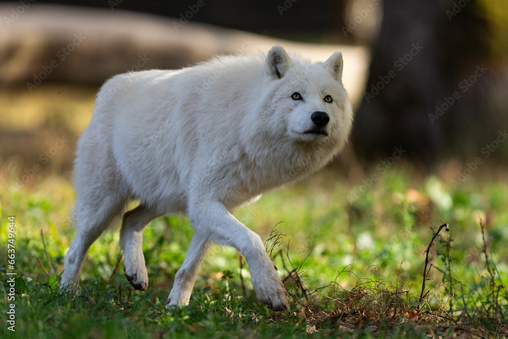 A white wolf runs in the forest