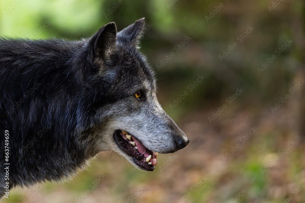 A black wolf rests in the forest