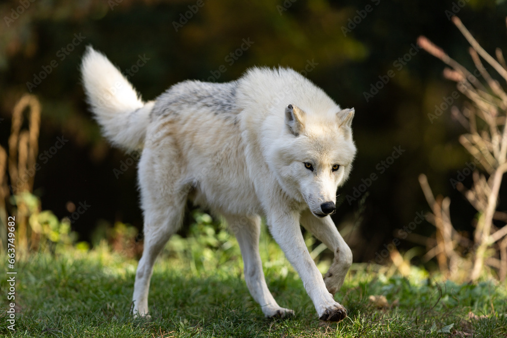 A white wolf runs in the forest