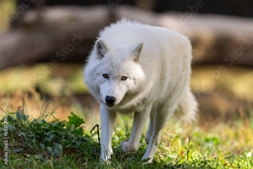 Obraz na płótnie A white wolf runs in the forest w salonie