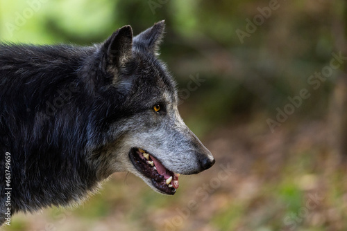 Obraz na płótnie A black wolf rests in the forest w salonie