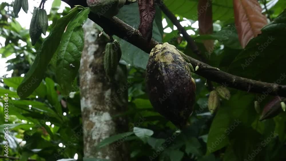 Theobroma cacao. Organic Cocoa Bean Pods Hanging on Tree Branch at Plantation Farm. HD video. Theobroma cacao. Organic Cocoa Bean Pods Hanging on Tree Branch at Plantation Farm. HD video.