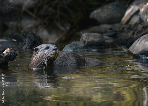 Otter in the water