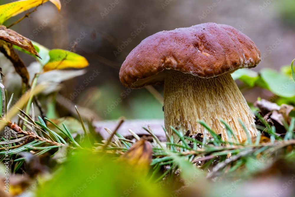 Fototapeta premium mushroom in the forest