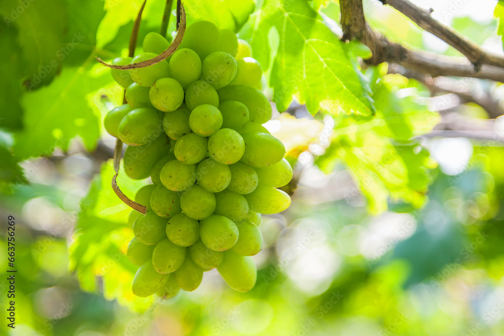 Farm Agricultural Green Grape Ripe green grape in vineyard. Grapes green taste sweet growing natural.