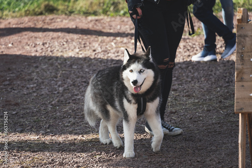 Husky dog ​​on a leash with its owner for a walk.
