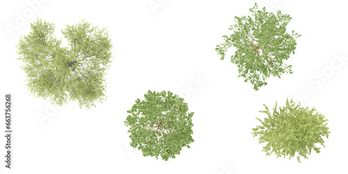 Birch tree top view for landscape plan and architecture layout