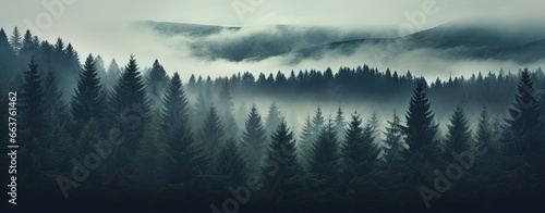 Moody forest photo