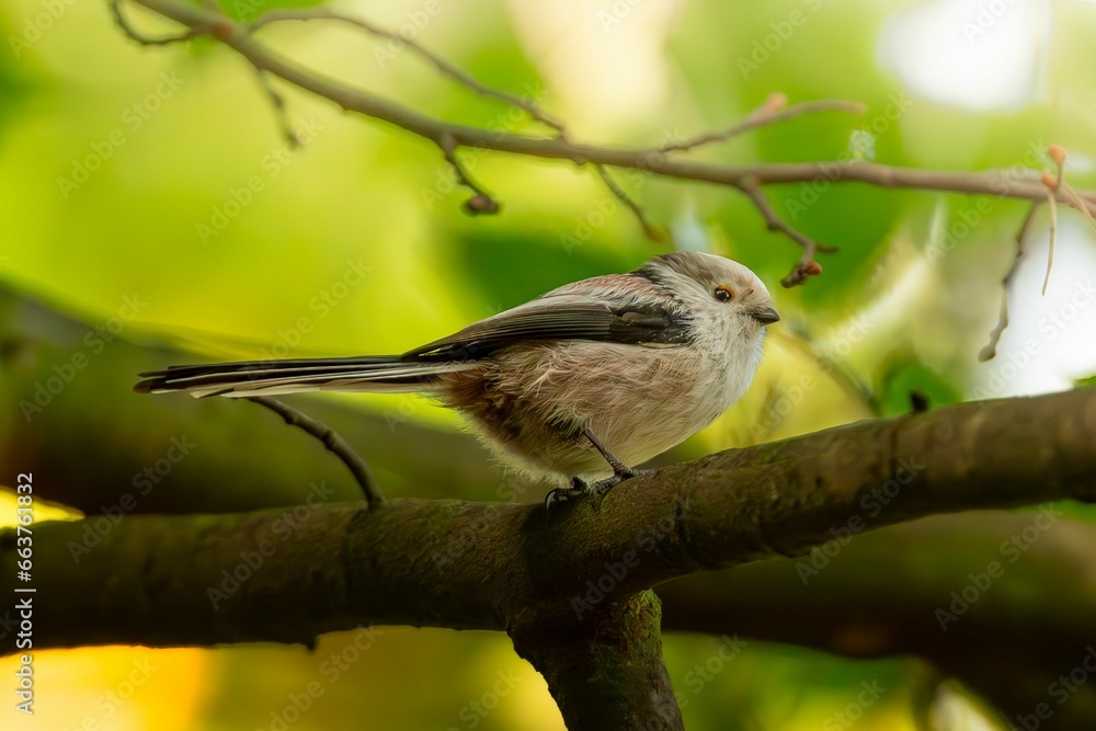 Obraz premium Long-tail tit sitting on a tree branch surrounded by lush green foliage.