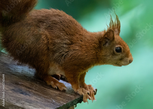 Red squirrel on a platform 