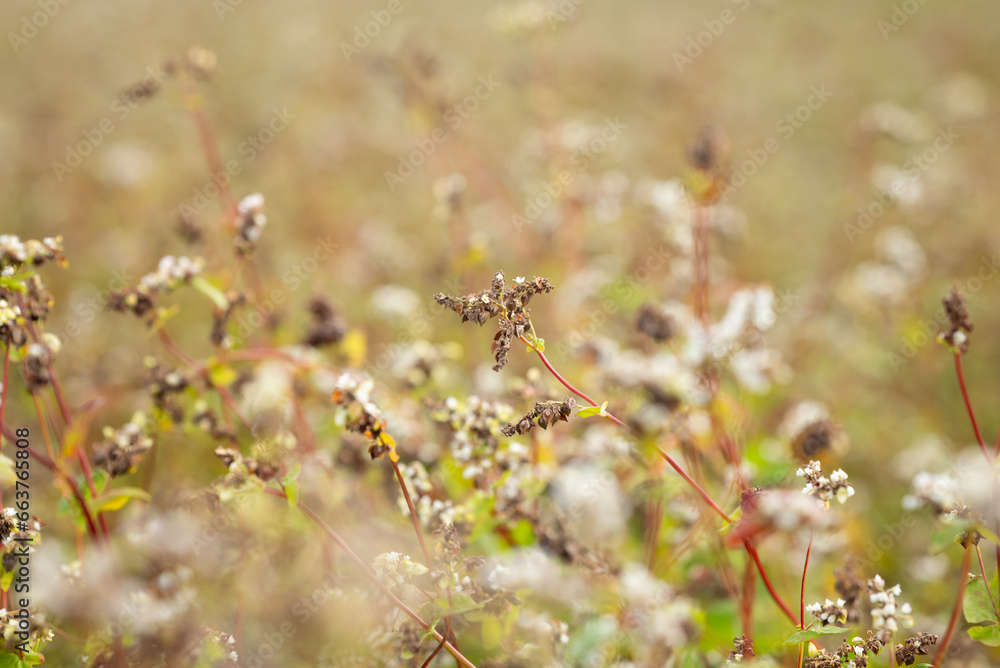 Close up of ripe buckwheat on the field. Concept of agriculture, cereals and nutrition Close up of ripe buckwheat on the field. Concept of agriculture, cereals and nutrition