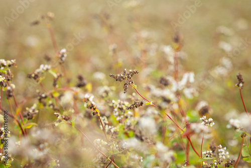 Close up of ripe buckwheat on the field. Concept of agriculture, cereals and nutrition