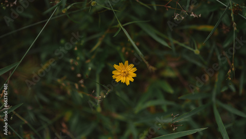 yellow flower of a dandelion
