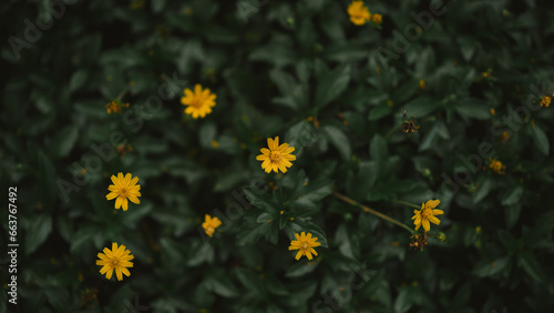 yellow flowers in the forest