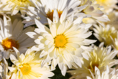 a bouquet of white chrysanthemums flowers close-up